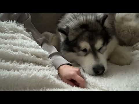 This Is Why You Need A Therapy Dog!