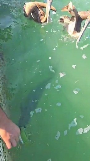 Huge Fish Feeding in Isla Morada FL. #viralvideochallenge | Roberto Area