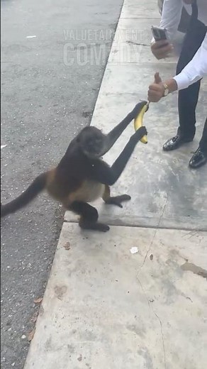 Fat Monkey Man LOSES It Over A Banana 😂🍌