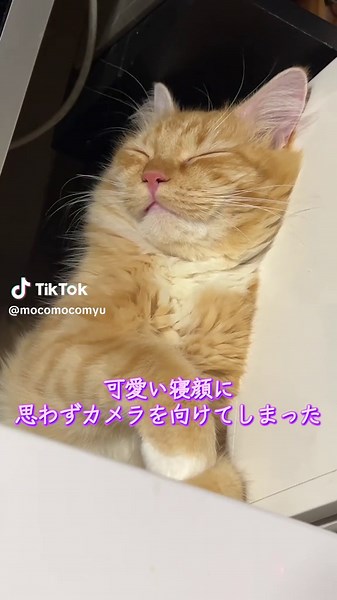 オリジナル楽曲 - CHELSEAを使っているもこもこみゅうたんと (@mocomocomyu)の動画