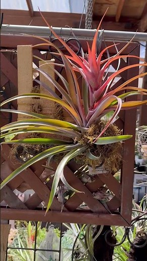 Colorful Display of Tillandsia concolor