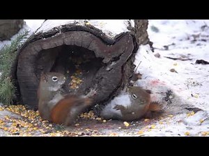 Brutal Red Squirrel Fight