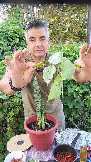915K views · 15K reactions | Estos trucos de jardinería te va a ayudar a controlar las orugas #chiles #gardening #recetacasera #jardinería #plantas #orugas #PLAGASDEJARDIN #plagas #huerto #huertoencasa | Hugo Correa DIY | Facebook