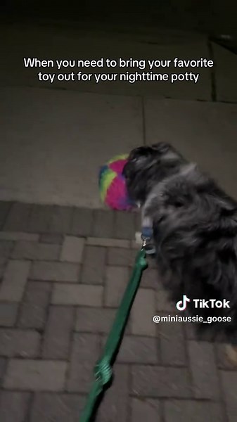 This is the designated “night night toy” because he only wants to play with this at night. I guess it gives him some comfort. This is maybe the 4th one we’ve gone through and I already have a back up on standby 😂 #dogsfavoritetoy #emotionalsupporttoy #aussiesdoingthings