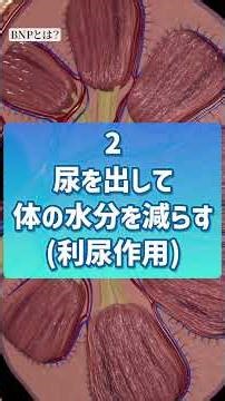 BNPの読み方は❓