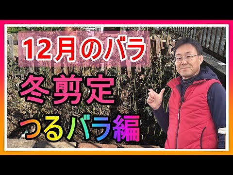 [ガーデニング] 12月のバラのお手入れ〜冬剪定 つるバラ編〜「プロガーデナーが一年かけてお届けするバラの管理方法」