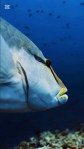 Simple movement of fish in the aquarium. Various type of fish together.