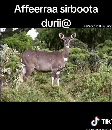 Sirboota Durii: Afaan Oromoo keessatti Seenaa