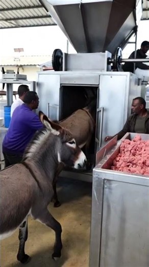 Crazy Machine Producing Donkey Meat!