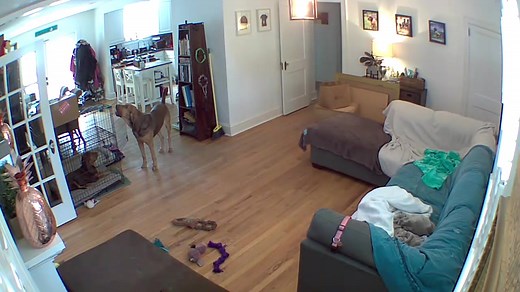 Samwell the Bloodhound Howls - Cute Puppy Video