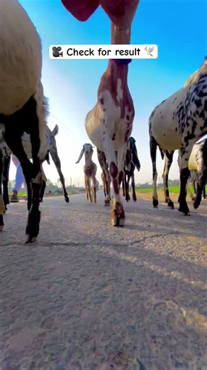 ❤️‍🩹mery video kasy lagy comment kar baty please check my video and subscribe my account channel 🎥