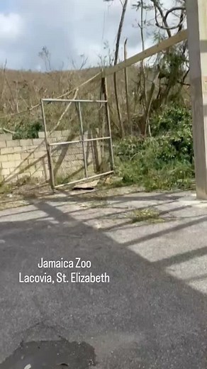 2.7K views · 8.1K reactions | #jamaicazoo #stelizabeth | Jamaica Zoo,Lacovia St. Elizabeth | Facebook