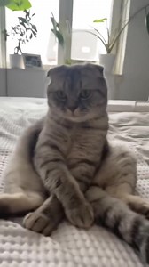 40K views · 575 reactions | 3 Most AFFECTIONATE Cat Breeds! Which One Do You Want #cats #catsof #animals #dogs #dogsoftiktok #animalsoftiktok #fyp #animals #cat #dog #pet #petlovers #FurryFriends #cuteanimals #catlover #doglover #PetAdventures #animalrescue #petcare #pawprint #adoptdontshop #petphotography #AnimalFriendship #petlife #kittylover #puppylove #space #animallover #deals #mobilepayment | Li Fixora | Facebook