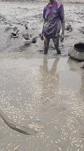 1.9M views · 13K reactions | Amzing Traditional Dry Season Village Fishing Video #fishinglife #fishing #catfish #village #nature #bigfish #fish | Local Fishing Videos | Facebook