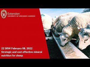 Strategic and Cost Effective Mineral Nutrition for Sheep