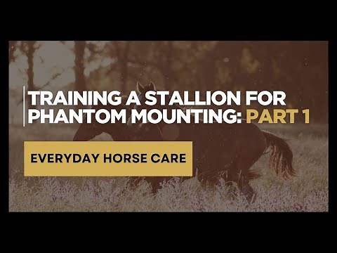 Training a Stallion for Phantom Mounting: Part 1