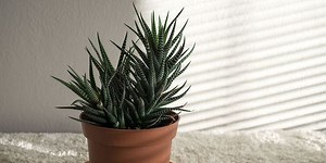 11 Houseplants You Hardly Have To Water—Ever