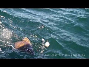 Sooke, BC Halibut Fishing