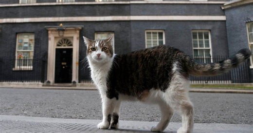 ‘First feline’ Larry marks 15 years as Britain’s political top cat