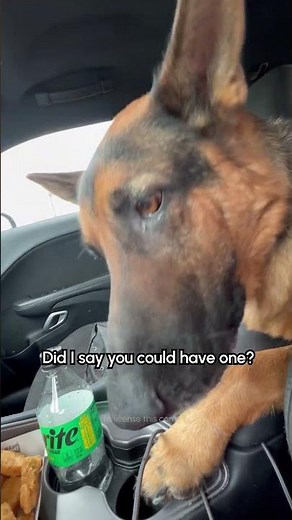German Shepherd Stares Woman Down For Chicken Nugget