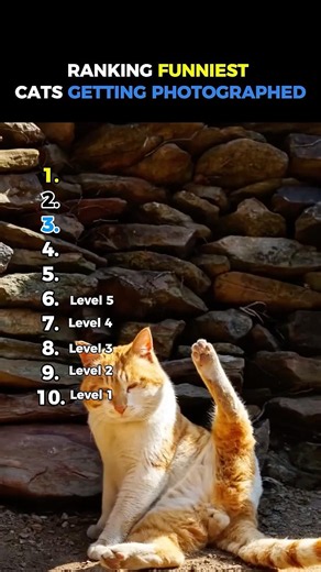 Ranking Funniest Cats getting Photographed Moments 😂#shorts #cat #funny