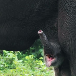 6.6K reactions · 385 shares | We can't let another species go extinct! The world’s most endangered elephants just want a chance to live. Help us save them from destruction by palm oil companies and poachers. Donate now in honor of this week's #BigGive. | Rainforest Action Network - RAN | Facebook