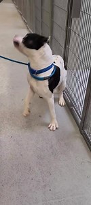 Safe!! Pulled by Beauties for approved adopter! ‼️SAVE SIMBA‼️ Located @Wichita, KS Animal Shelter (NOT in the care of Beauties & Beasts Rescue Handsome Simba was incarcerated at the Wichita Animal Shelter after an incident when he was reportedly running at large, attacked a small dog who was in it's own yard and then bit the hand of the owner of the small dog who was attempting to break it up. The small dog had wounds on abdomen and hindquarters; neither the small dog nor the owner required hos