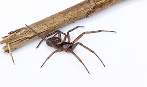 How to identify a false widow spider