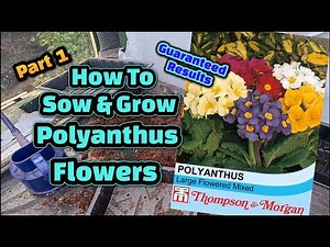 How to grow Polyanthus flowers from seed Part 1