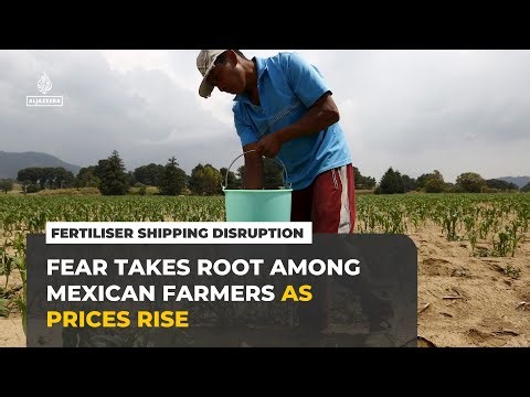 Fertiliser shipping disruption: Fear takes root among Mexican farmers as prices rise