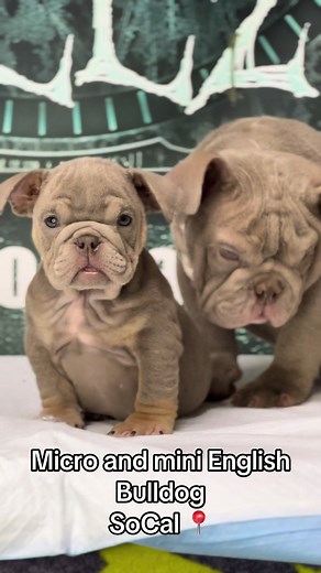 Adorable Mini English Bulldogs in Southern California