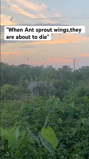 Flying Ant🐜🐜 #nature #animal #earth #life #ytshorts #trending #exam #birds #birdsounds #shortsfeed