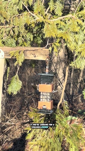 Metal squirrel proof bird feeder designed to help reduce seed loss from heavier animals while attracting finches, cardinals, and other backyard birds. Durable hanging design with easy refill top and multiple feeding ports. Great for moms creating outdoor routines and simple backyard joy.
