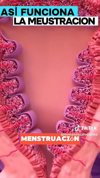 Cómo funciona el ciclo menstrual: fases y ovulación