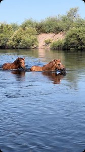 26K views · 10K reactions | Swimming upriver. A band of Salt River horses goes against the current as they move to a new location. July in Arizona. | SW Goudge Photography | Facebook