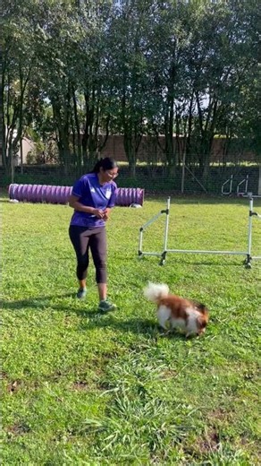 Pravina and Leo take on the OneMind Dogs Global Agility Challenge!