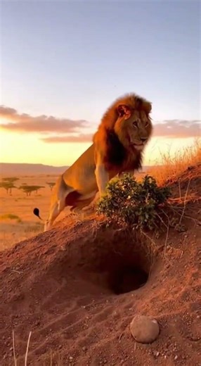 Lion Vs Wild Boar: A Brutal Wildlife Standoff