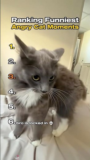 Ranking Funniest Angry Cats Moments 😡 #funnycats #cutecat #catmemes #viral