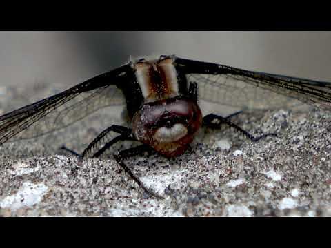 Extreme close up reveals dragonflies wear aviator shades