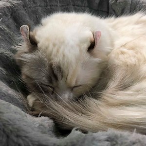 So How Much Smaller is a Munchkin Cat than a Normal Cat? - Munchkin Cat Guide