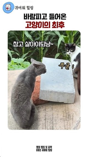 The Aftermath of a Cat Who Cheated and Came Home #TalkingCat #KoreanSpeakingCat