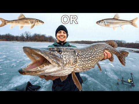 1v1 Live Bait Fishing Challenge (Shiners & Chubs)