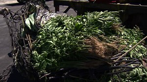 EXCLUSIVE: Marijuana grow raid caught on video in Angeles National Forest