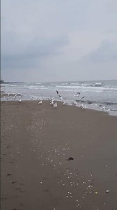 Caspian sea part 1949