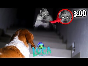 GRABE A MI PERRO TODA LA NOCHE y LUCA.EXE APARECIÓ mientras dormía EXPLORO NUEVA CASA PISCINA 3:00AM