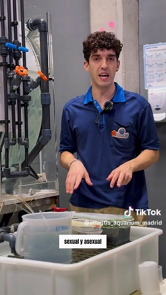 🪼 Así crecen las medusas Óscar nos muestra su cuarentena y las fases hasta llegar al acuario principal ¿Hipnótico, eh? 😍 #atlantisentiktok #fyp #aquarium #fyp