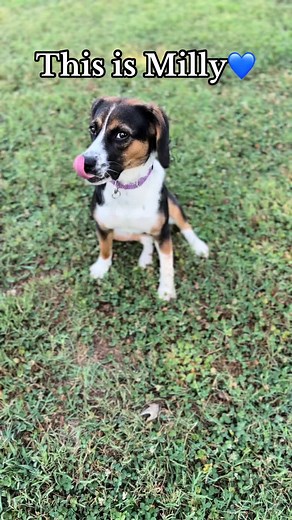 Calling a special Beagle lover that’s looking for their one and only! This pretty girl is Emilia aka “Milly”. She’s an 8-month-old Beagle mix. Although a beautiful and intelligent pup, she has some quirks that has made it hard to find her perfect situation. She loves to wrestle and play with other dog friends, however Milly needs to be an only pet in the home due to resource guarding (to dogs and cats) of her people, food and toys and sometimes leash reactivity to other dogs. She also has anxiet