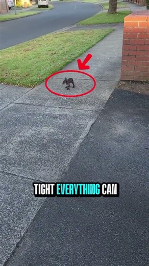 Inside a Kangaroo’s Pouch… #cute