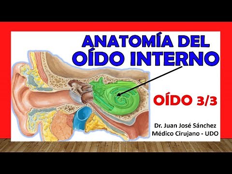 🥇 HEAR 3/3. Anatomy of the INNER EAR. Easy, Quick and Simple