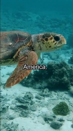 Mysterious Underwater Sound: What Is "The Bloop"?